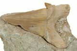 Otodus Shark Tooth Fossil in Rock - Eocene #230912-1